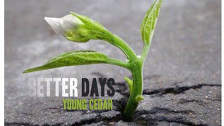  Young Cedar - Better Days